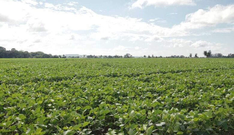 Governo projeta novo recorde e safra de 354,7 milhões de toneladas de grãos em 2025/26