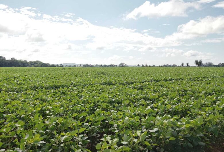 Governo projeta novo recorde e safra de 354,7 milhões de toneladas de grãos em 2025/26