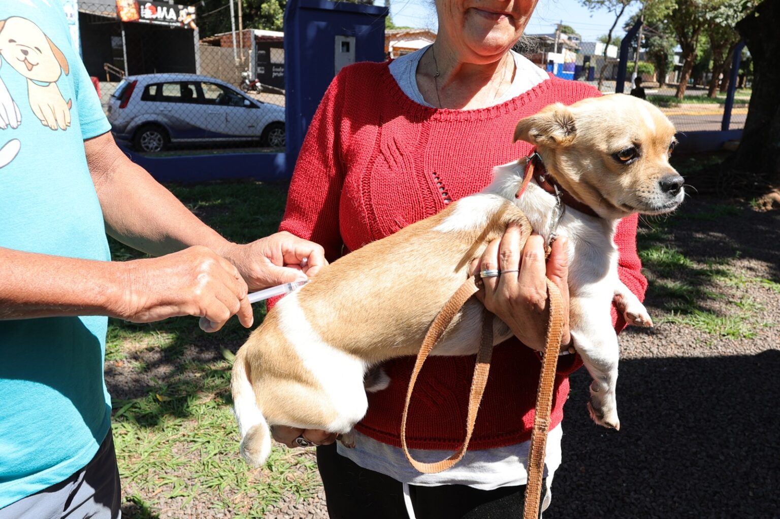Prefeitura já vacinou quase 16 mil animais contra raiva e ações itinerantes continuam 