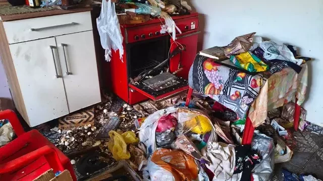 Seis gatos são resgatados de casa cheia de fezes e animais mortos no Jardim Clímax