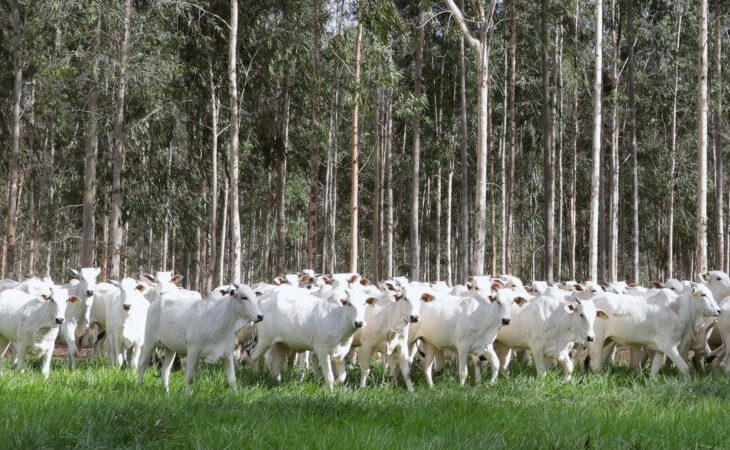 Declaração de Rebanho: 2ª etapa da campanha começa em 1º de novembro
