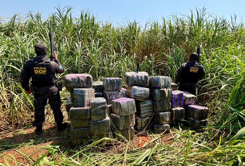 Polícia encontra quase uma tonelada de maconha e skunk escondida em assentamento rural