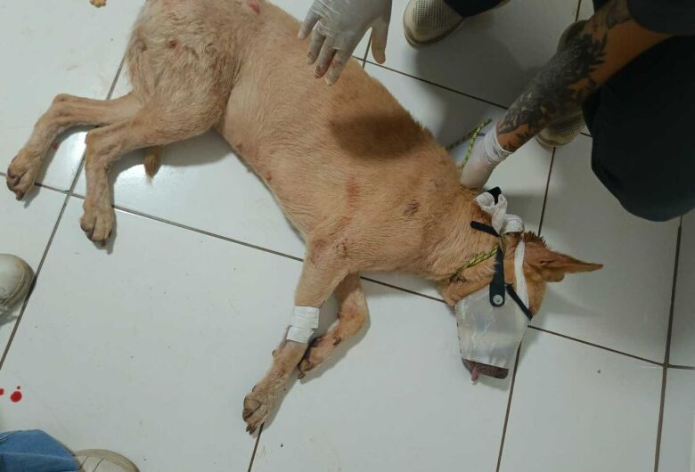 Homem é preso após agredir cachorro com golpe de enxada em Dourados