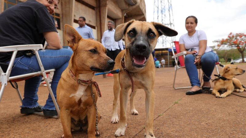 Prefeitura e governo do Estado iniciam castração de 1,6 mil cães e gatos em Dourados