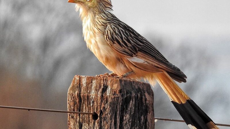 Prefeitura e Clube de Observação realizam exposição “Dourados e Suas Aves”