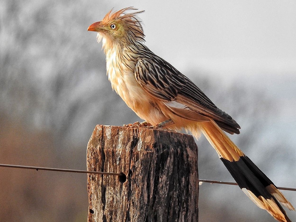 Prefeitura e Clube de Observação realizam exposição “Dourados e Suas Aves”