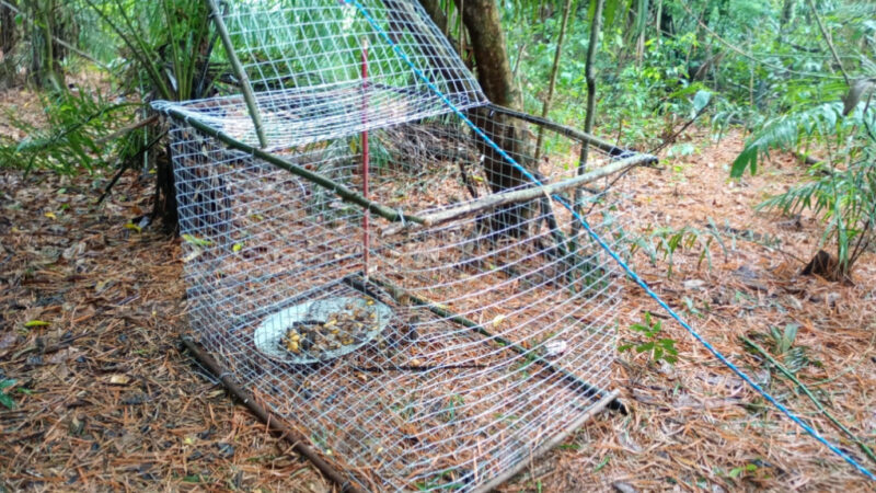 Polícia desmonta esquema de captura de animais silvestres e prende quatro traficantes