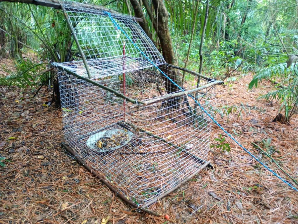 Polícia desmonta esquema de captura de animais silvestres e prende quatro traficantes