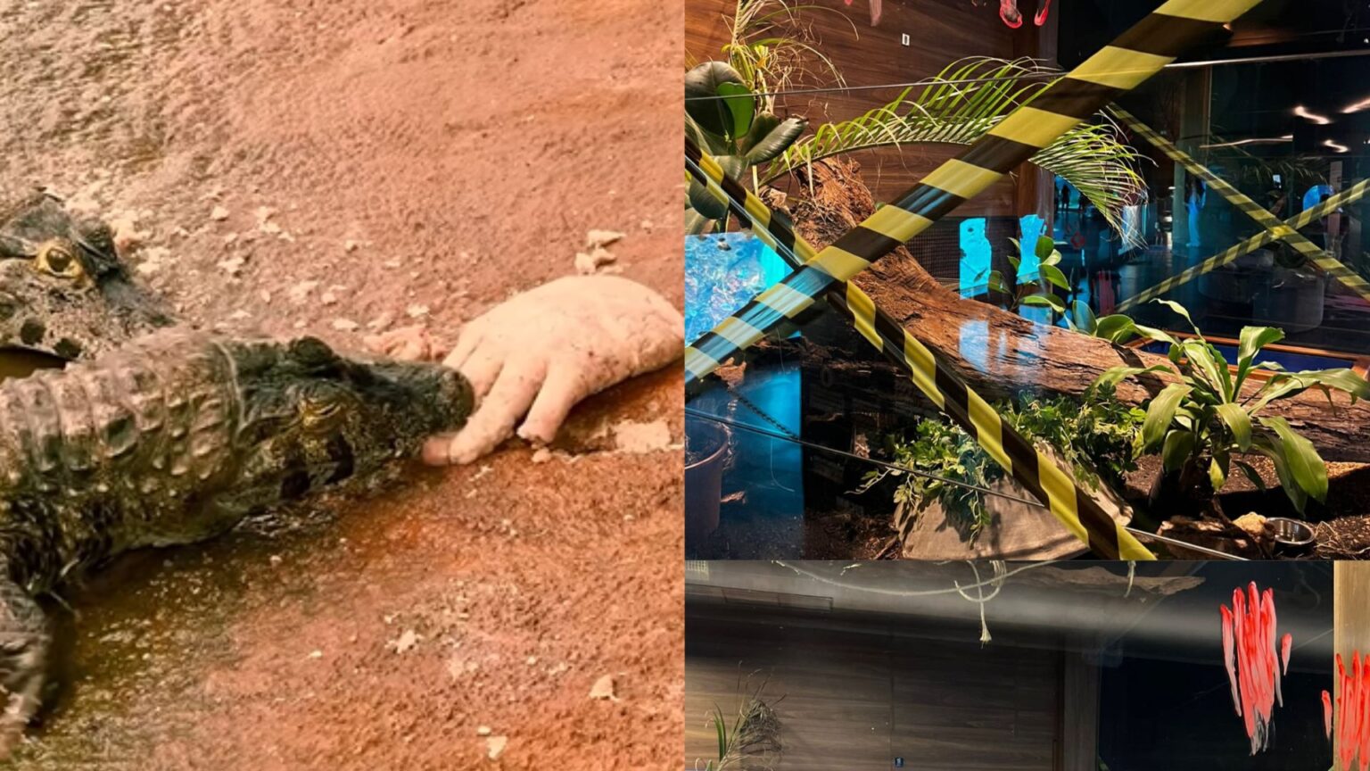 Quem morreu? Jacarés disputam mão ‘humana’ após Bioparque amanhecer com cena de ‘crime’