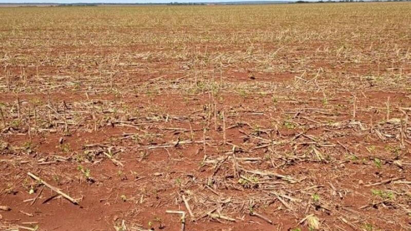 Granizo atinge cerca de 2 mil hectares de soja em Dourados e Rio Brilhante