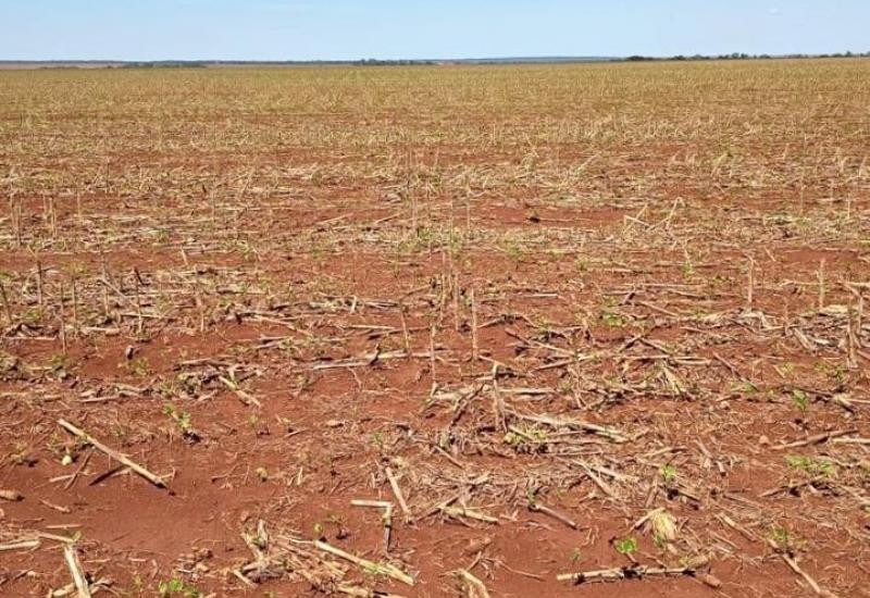 Granizo atinge cerca de 2 mil hectares de soja em Dourados e Rio Brilhante