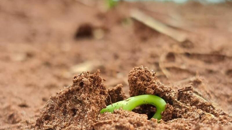 Clima favorável acelera plantio de soja entre outubro e novembro em MS