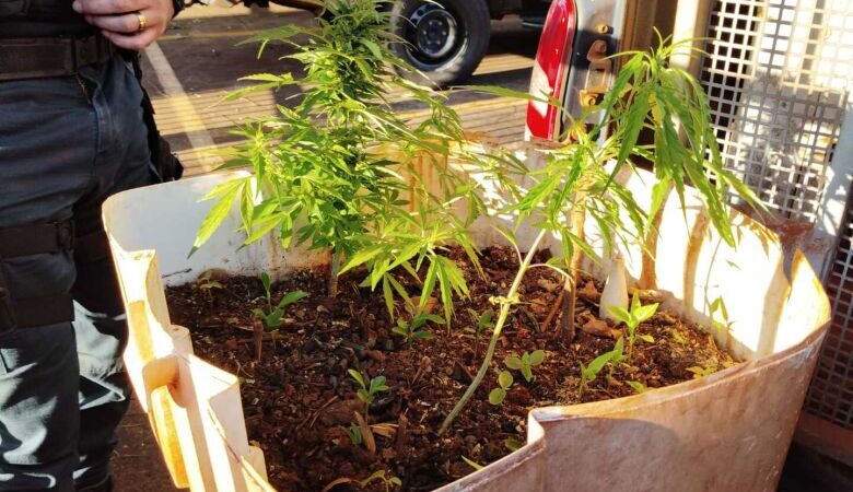 Polícia encontra plantação de maconha na Aldeia Jaguapiru