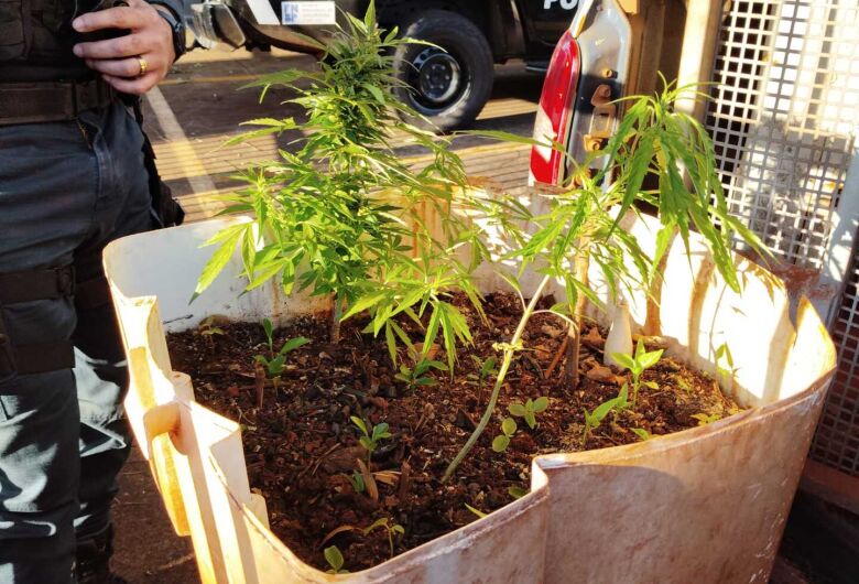 Polícia encontra plantação de maconha na Aldeia Jaguapiru