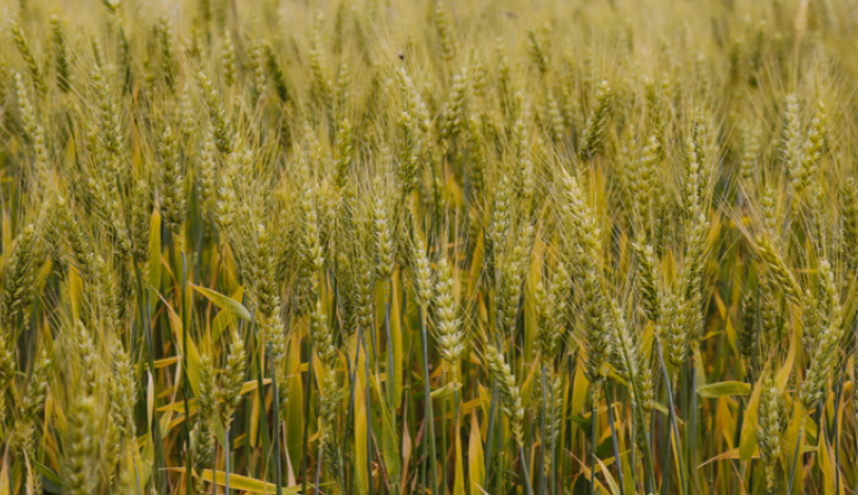 No acumulado até o terceiro trimestre, agro puxa crescimento da economia com alta de 11,6%