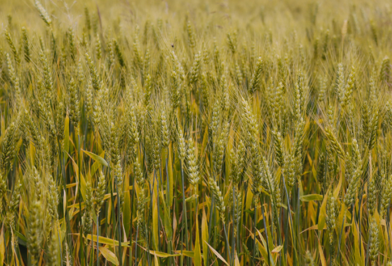 No acumulado até o terceiro trimestre, agro puxa crescimento da economia com alta de 11,6%