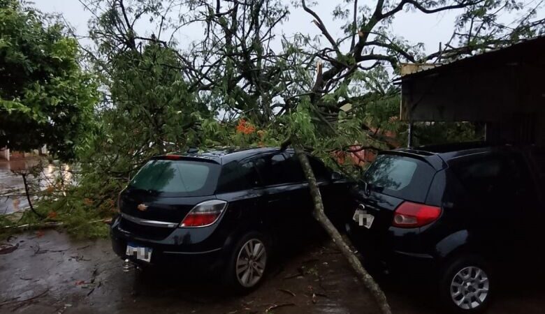 Ventos e chuvas fortes derrubam árvores e causam transtornos em Dourados