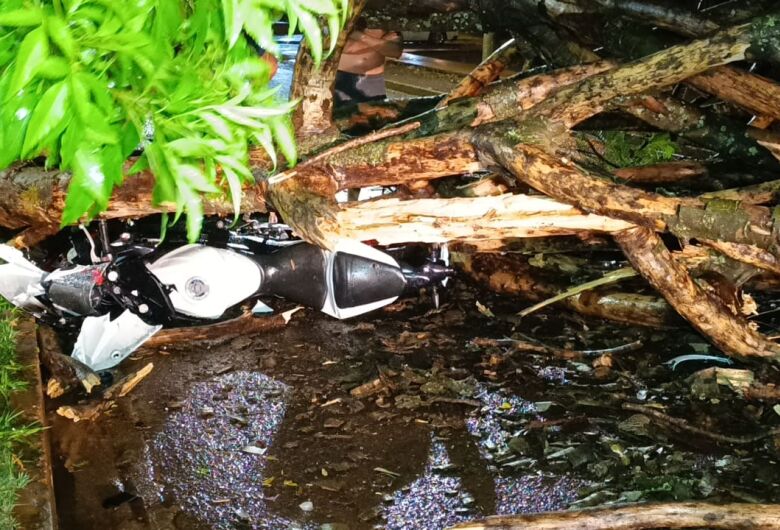 Motociclista fica ferido após ser atingido por árvore durante temporal em Dourados