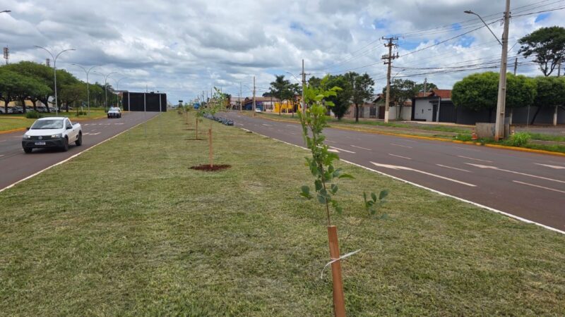 Prefeitura de Dourados inicia plantio de 280 mudas de ipês na Coronel Ponciano