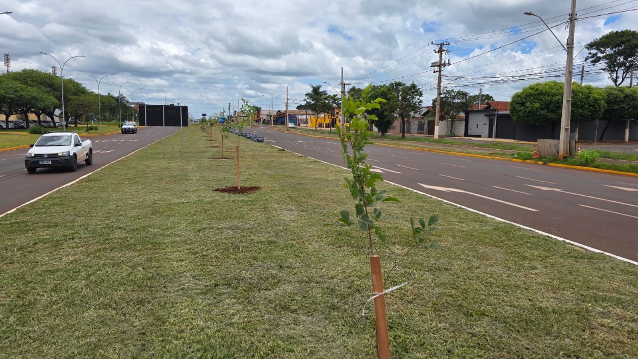 Prefeitura de Dourados inicia plantio de 280 mudas de ipês na Coronel Ponciano