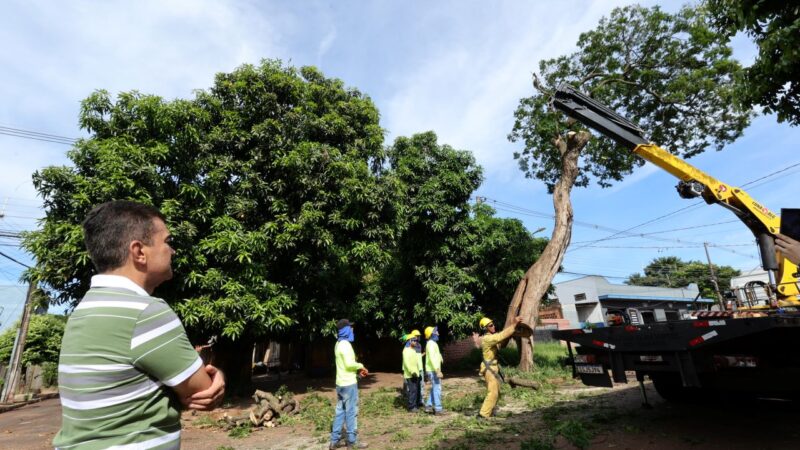 Prefeitura avança com plano de arborização urbana e remoção de árvores condenadas