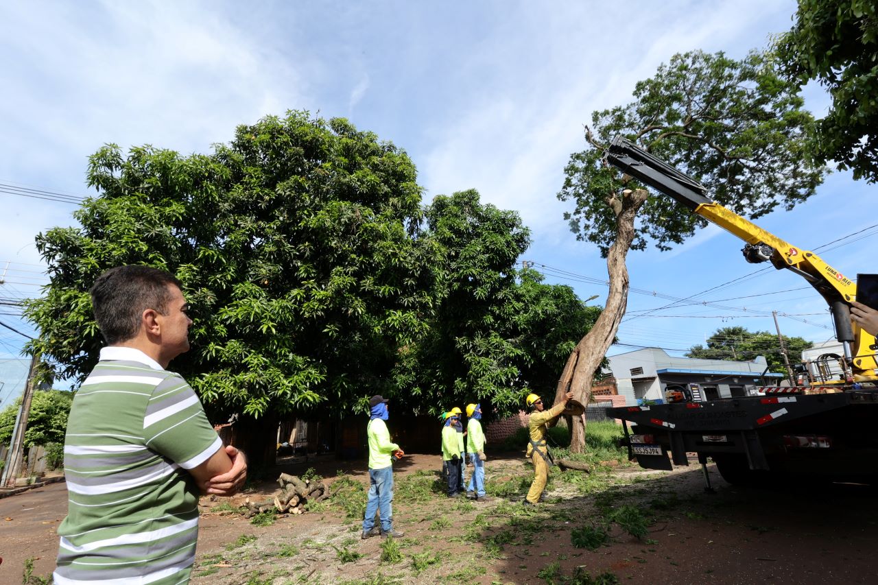 Prefeitura avança com plano de arborização urbana e remoção de árvores condenadas