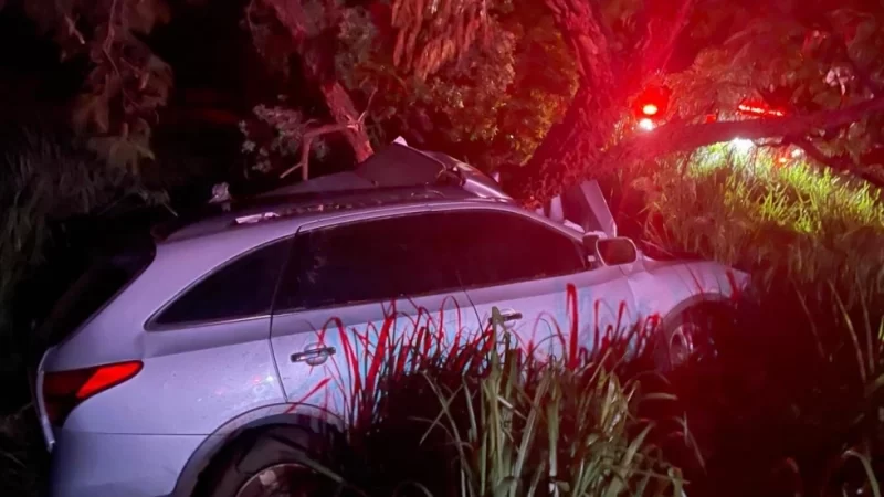 Cigarreiro douradense morre após atropelar javali e bater em árvore na BR-267