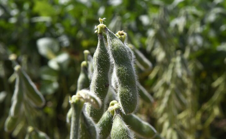 Quase 1 milhão de hectares de soja ainda não foram cadastrados em MS