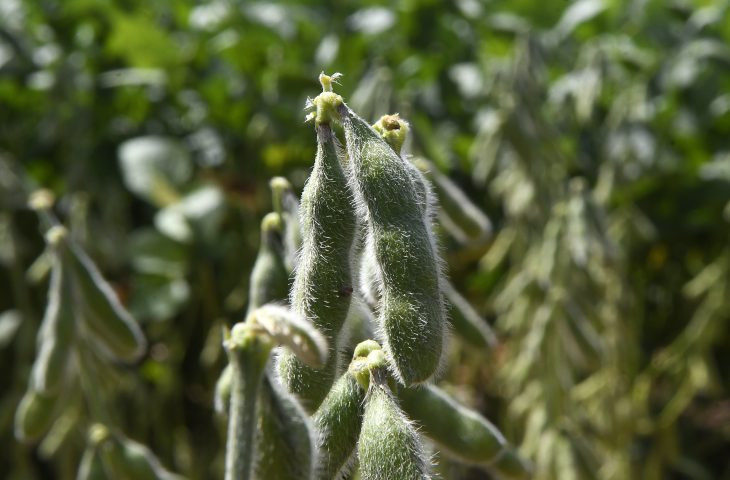 Quase 1 milhão de hectares de soja ainda não foram cadastrados em MS