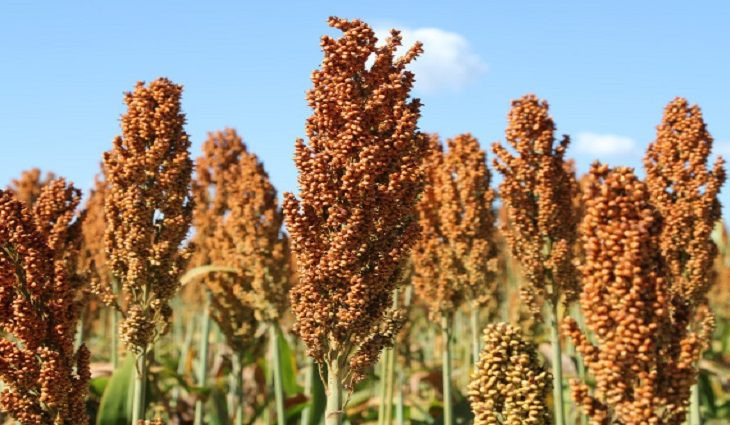 Sorgo cresce forte na safrinha de MS e vira aposta estratégica para usinas de etanol