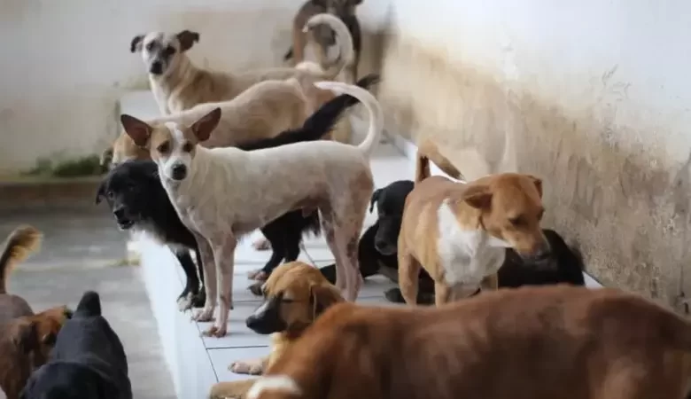 Projeto cria fundo para acolhimento de animais para financiar abrigos