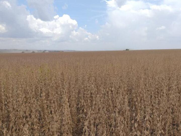 Região Sul lidera colheita da soja em Mato Grosso do Sul