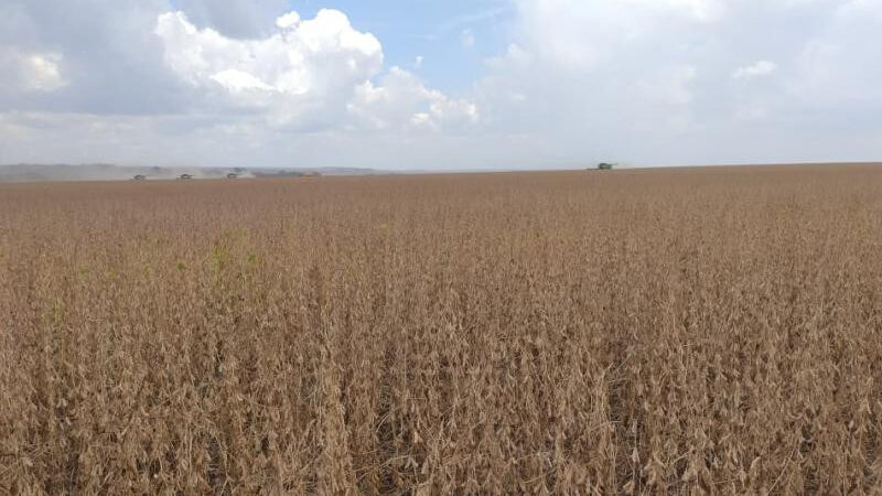 Região Sul lidera colheita da soja em Mato Grosso do Sul