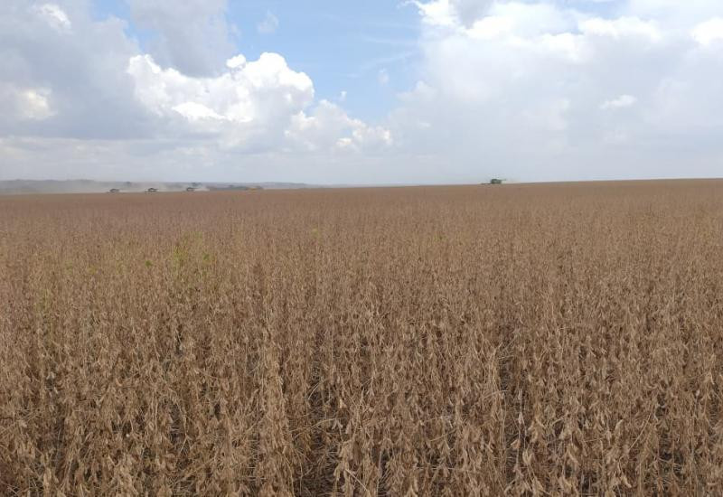 Região Sul lidera colheita da soja em Mato Grosso do Sul