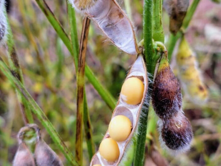 Colheita da soja avança em MS e já alcança 27,7% da área acompanhada