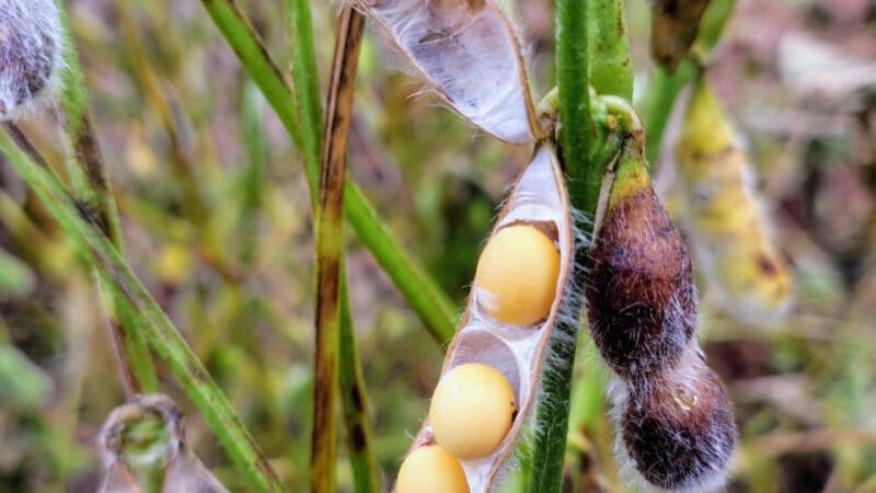 Colheita da soja avança em MS e já alcança 27,7% da área acompanhada