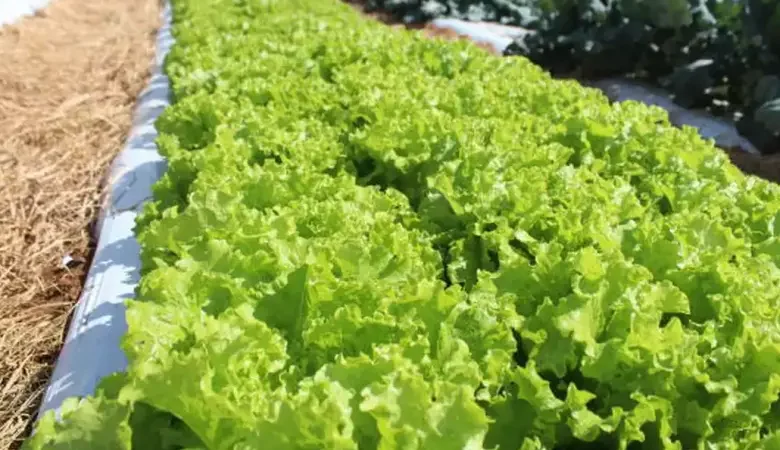 Embrapa inaugura Unidade Mista de Pesquisa e Inovação em Mato Grosso