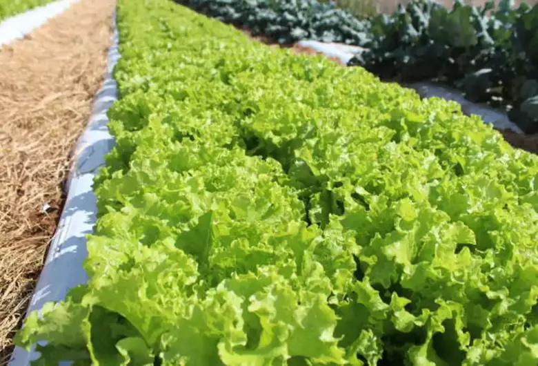 Embrapa inaugura Unidade Mista de Pesquisa e Inovação em Mato Grosso