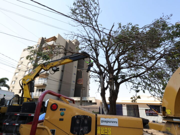 Prefeitura já removeu centenas de árvores condenadas e plantou mais de 700 mudas