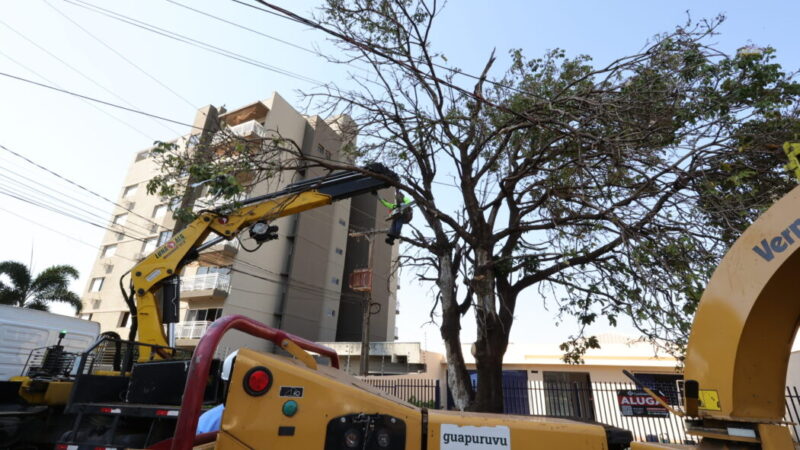Prefeitura já removeu centenas de árvores condenadas e plantou mais de 700 mudas