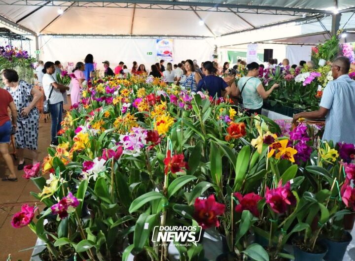 Feira de Flores começa na Praça e angaria fundos para projeto assistencial