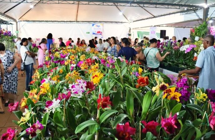 Feira de Flores começa na Praça e angaria fundos para projeto assistencial