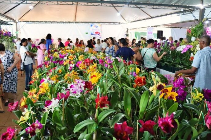 Feira de Flores começa na Praça e angaria fundos para projeto assistencial