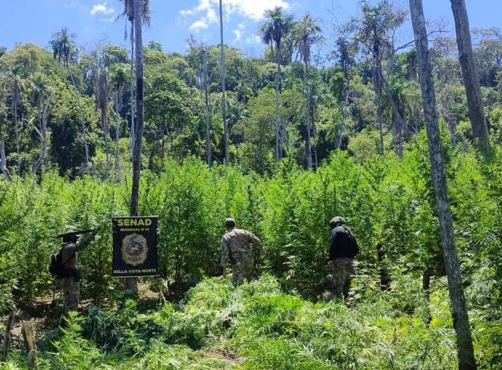 Operação destrói 18 hectares de plantações de maconha na região de fronteira