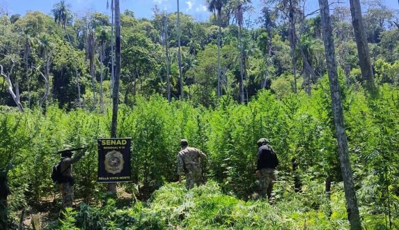 Operação destrói 18 hectares de plantações de maconha na região de fronteira