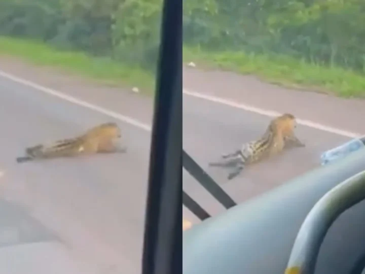 Nova morte de onça-pintada na BR-262 reacende alerta de atropelamentos de fauna em MS