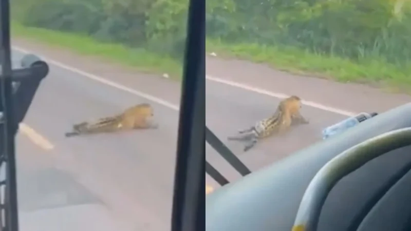 Nova morte de onça-pintada na BR-262 reacende alerta de atropelamentos de fauna em MS