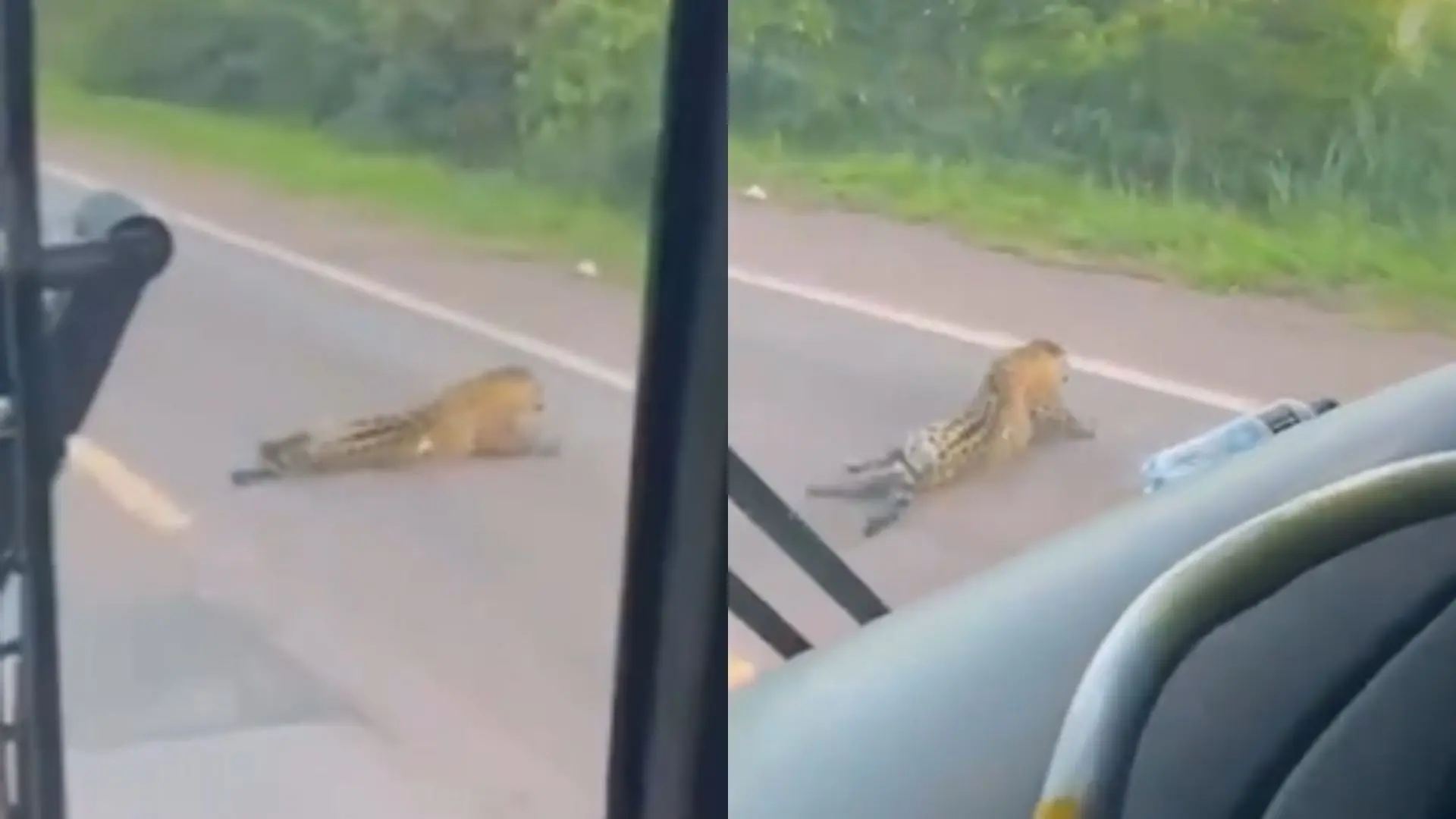 Nova morte de onça-pintada na BR-262 reacende alerta de atropelamentos de fauna em MS