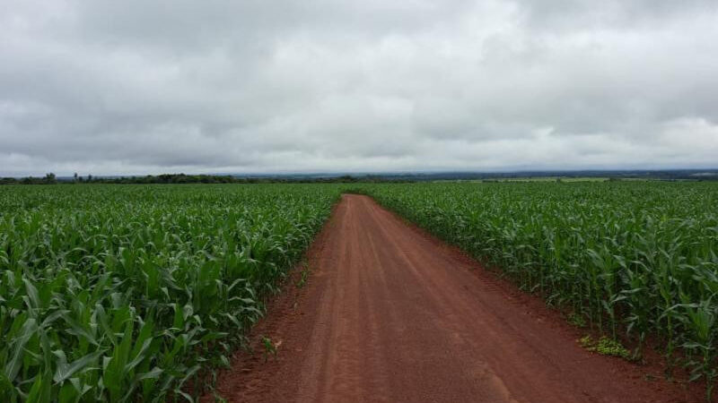 Colheita da soja se aproxima do fim e plantio do milho alcança 99,5% da área estimada