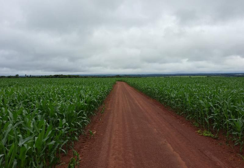 Colheita da soja se aproxima do fim e plantio do milho alcança 99,5% da área estimada